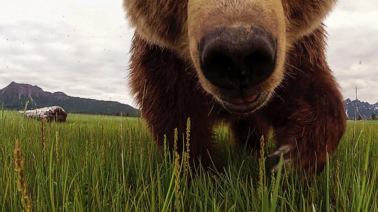 Drama In The Wilderness