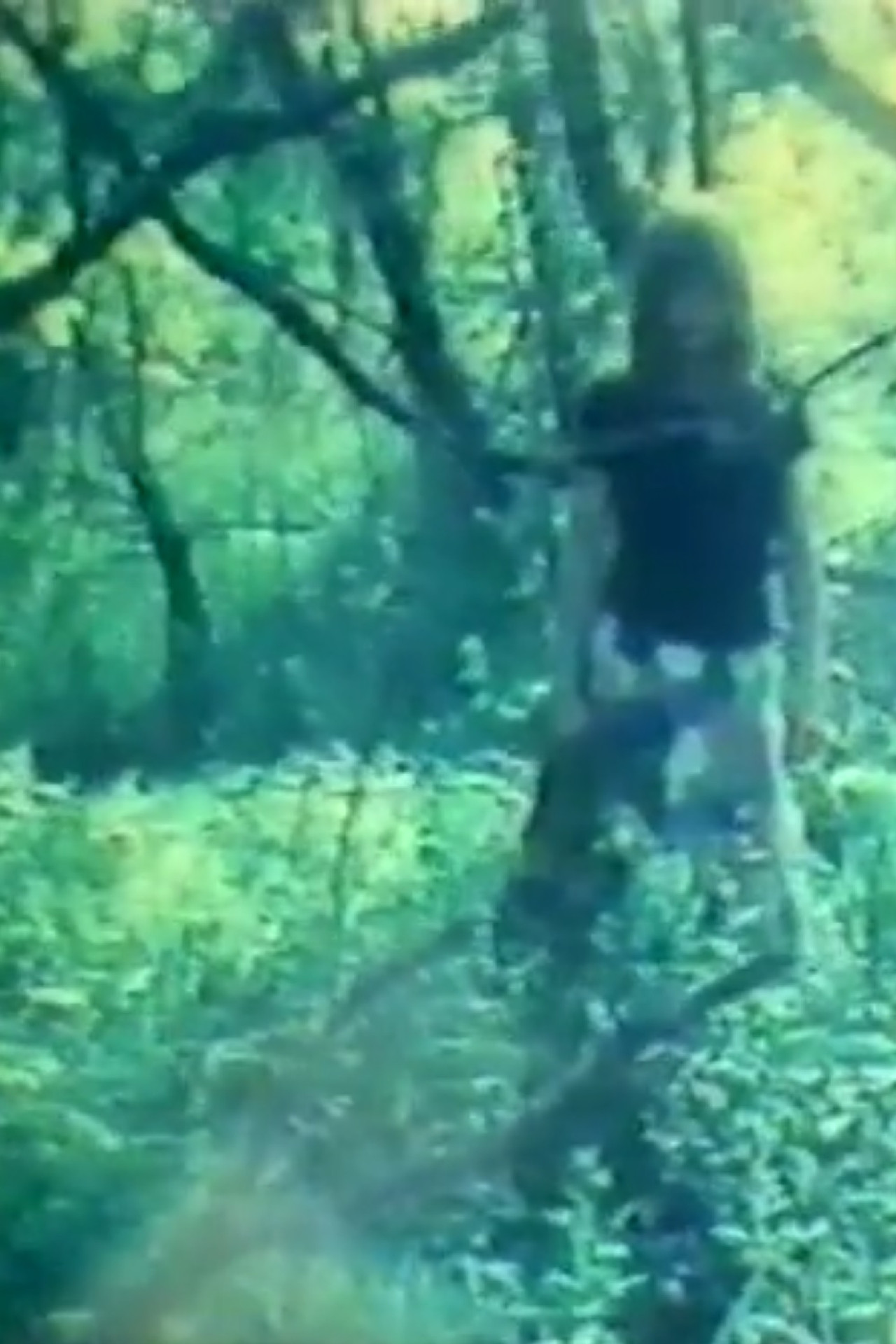 Diary Films I - V Backdrop