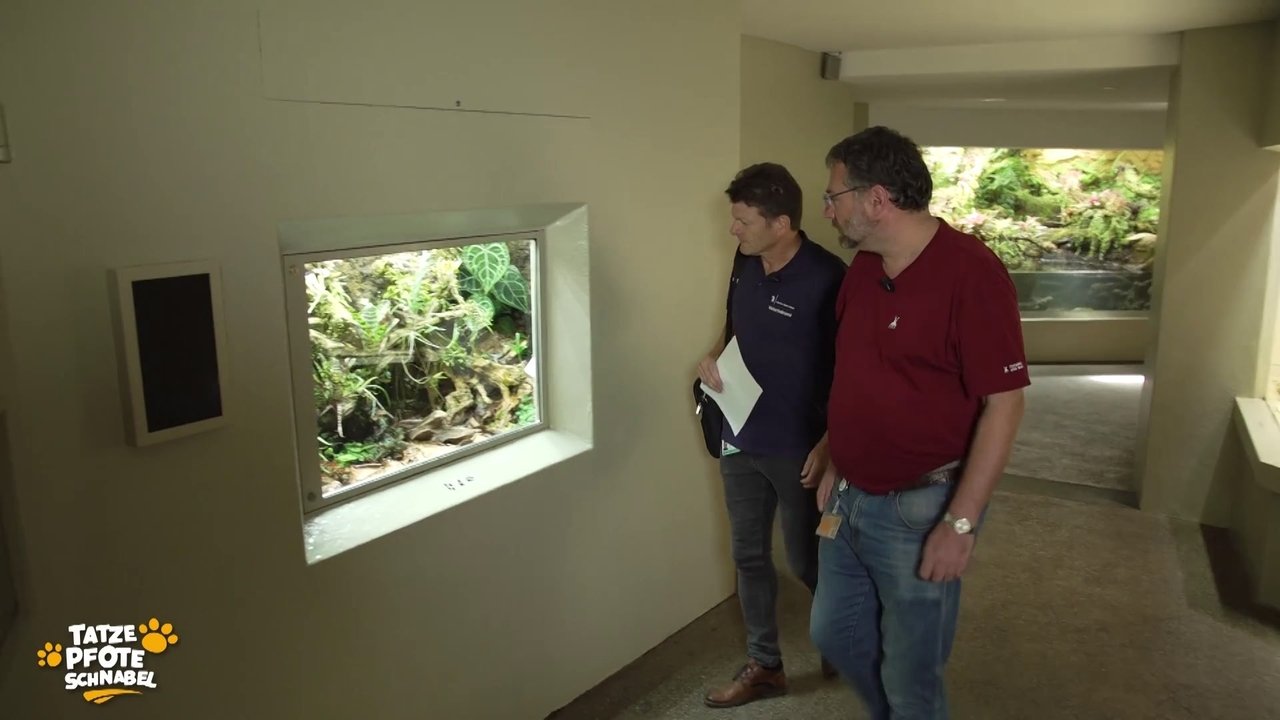 Tatze, Pfote, Schnabel - Season 2 Episode 26 : Episode 26