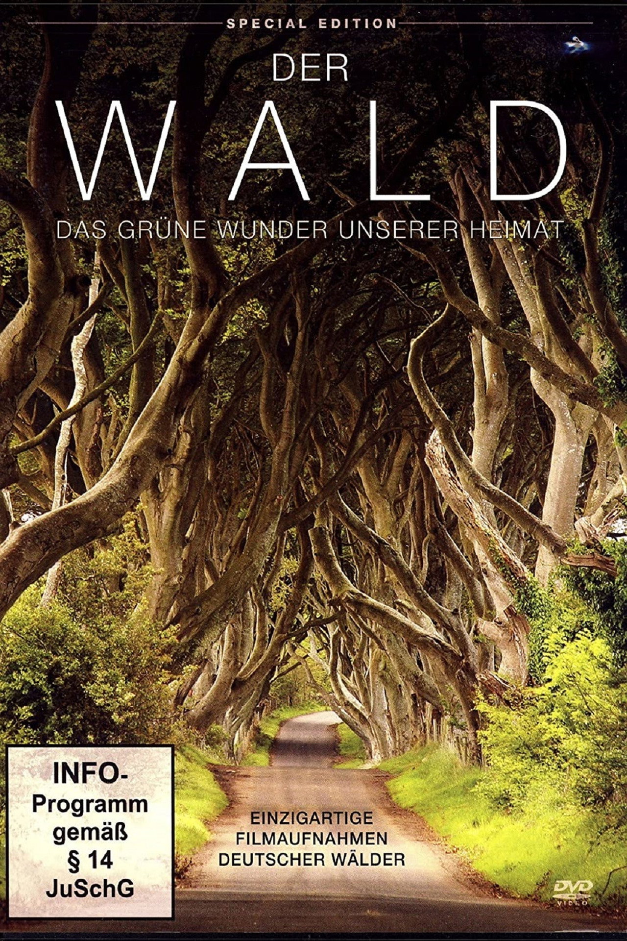 Der Wald - Das gruene Wunder unserer Heimat