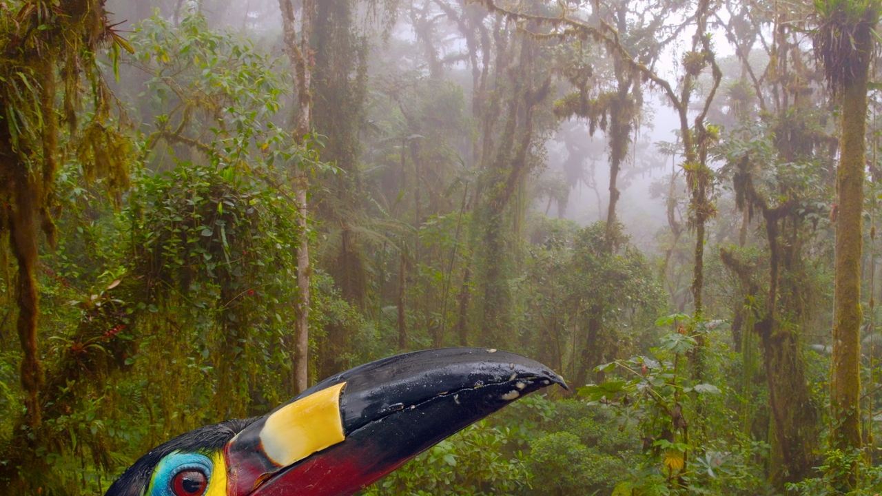 Ecuador: On the Wild Side