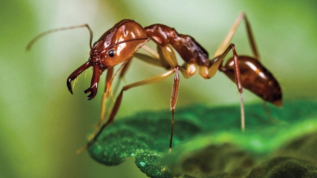 Ants - Nature's Secret Power background