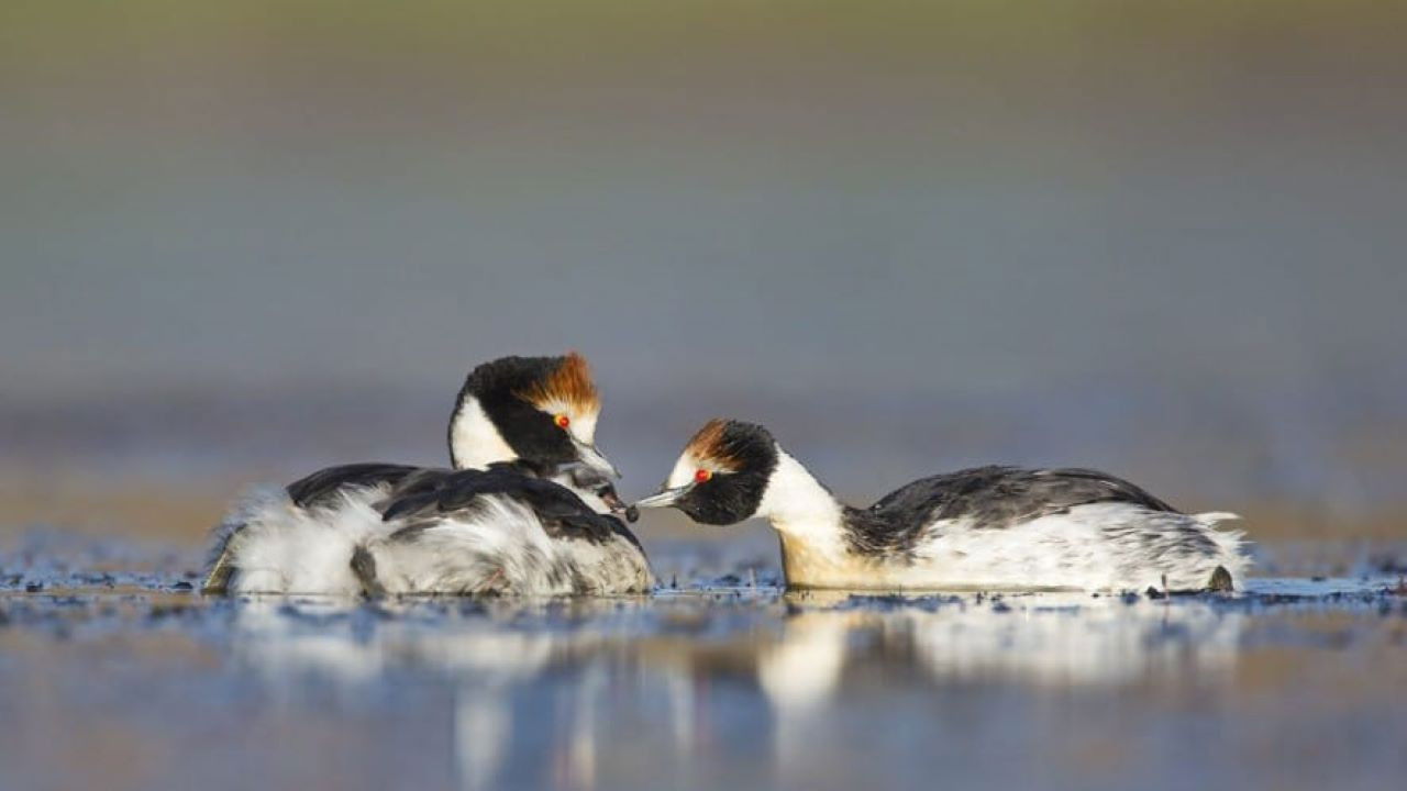 El Ocaso del Macá Tobiano
