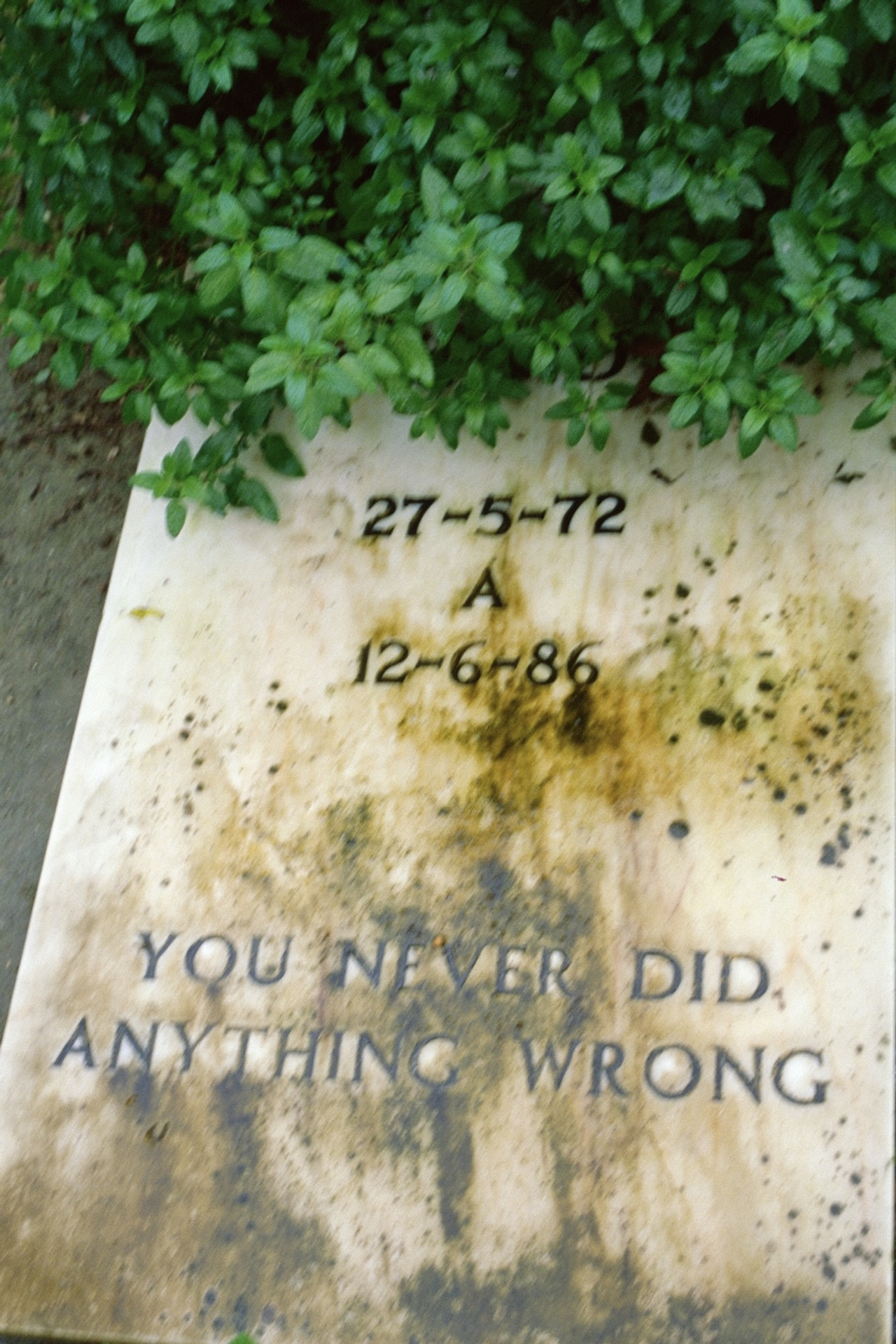 You never did anything wrong filmaffisch