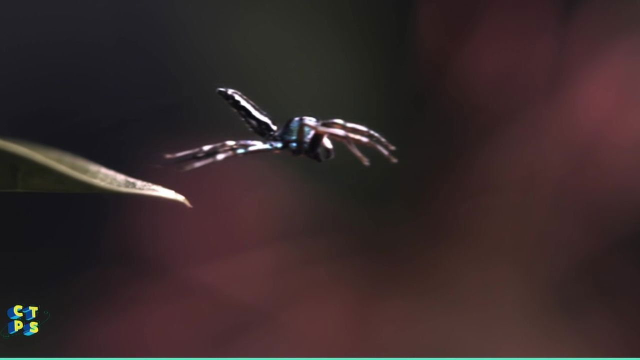 C'est toujours pas sorcier — Araignées : Même plus peur !