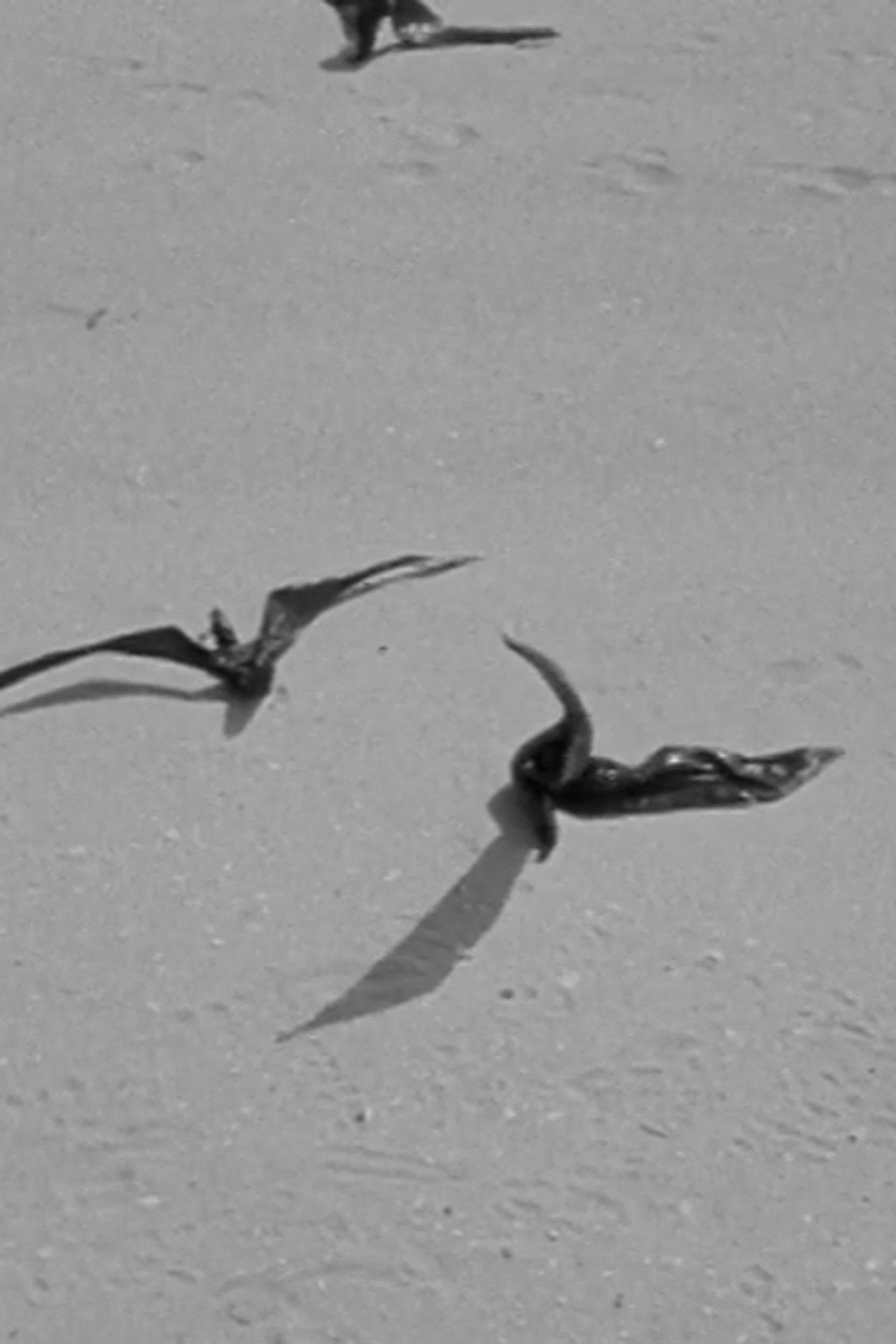 Birds of Prey filmaffisch