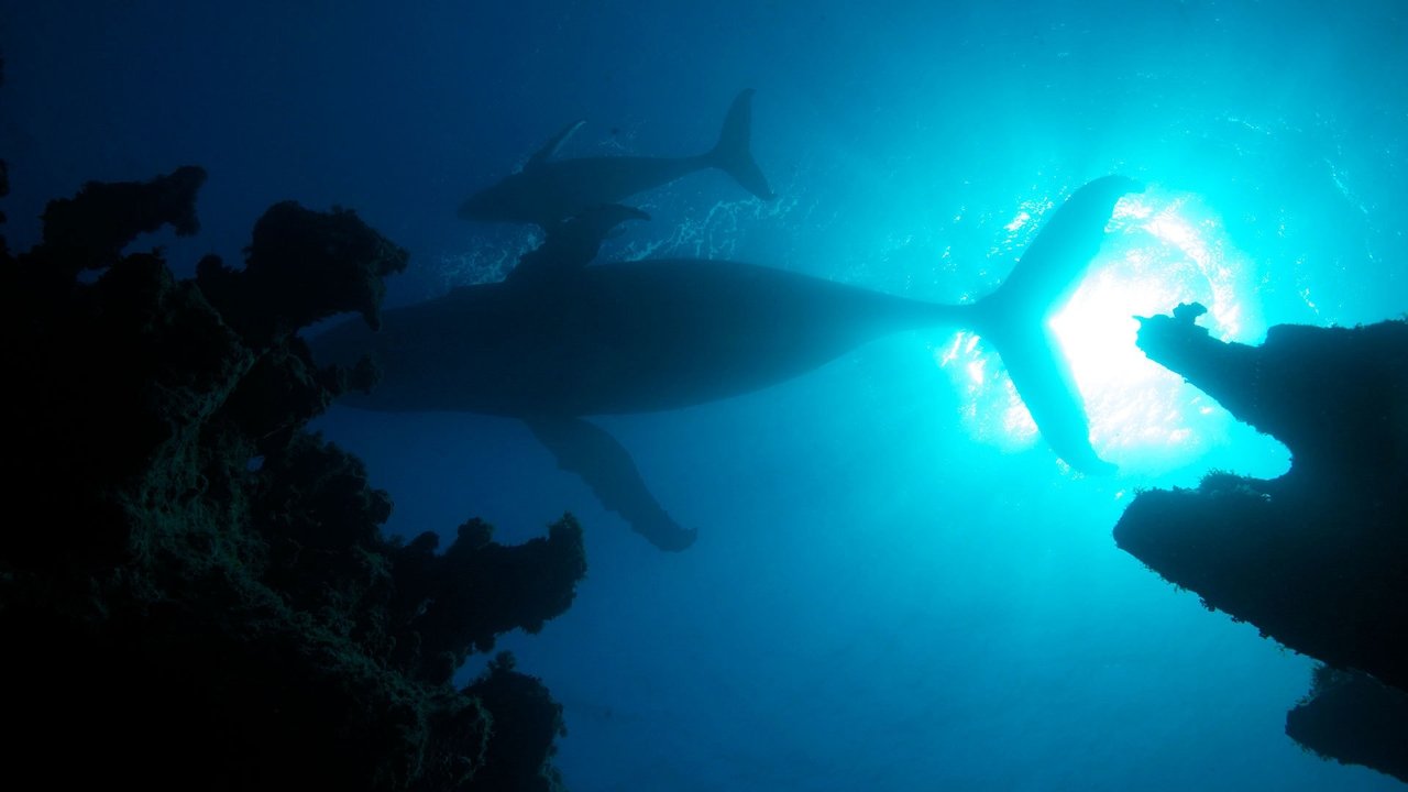 Atlantic: The Wildest Ocean on Earth background