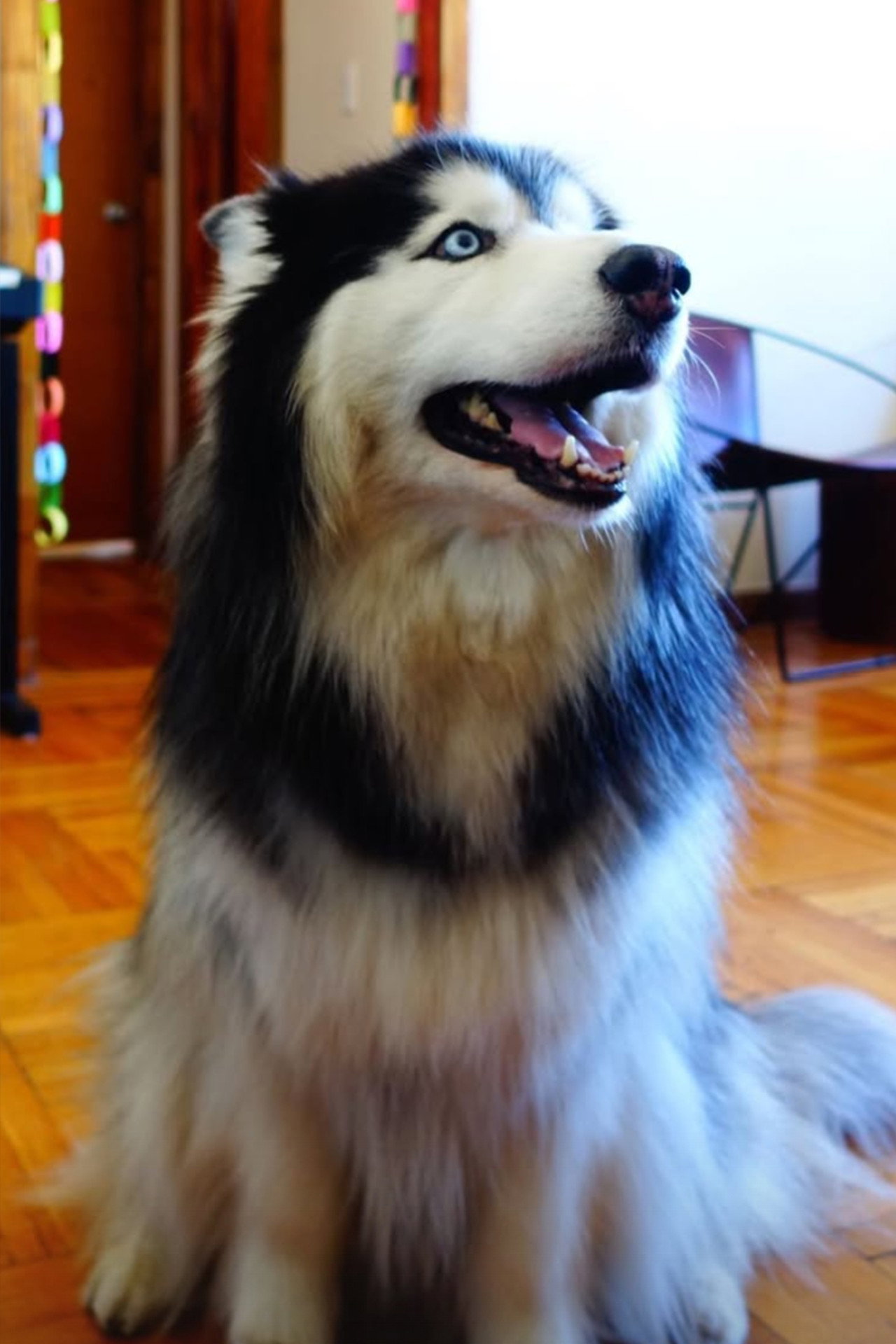 Taro