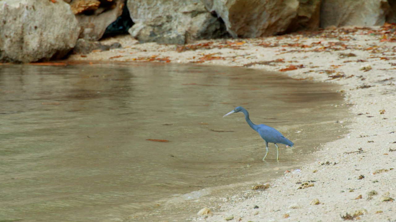 Robinson - Season 25 Episode 7 : Episode 7