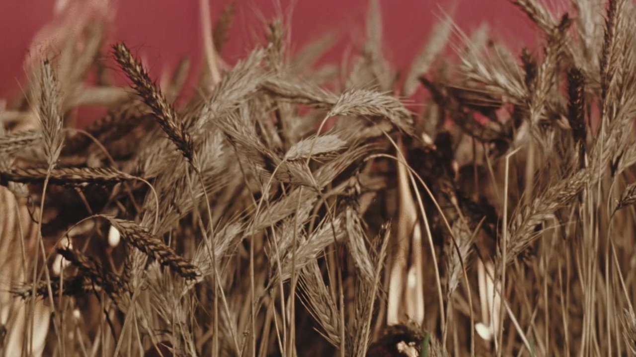 Polish Frights still 5