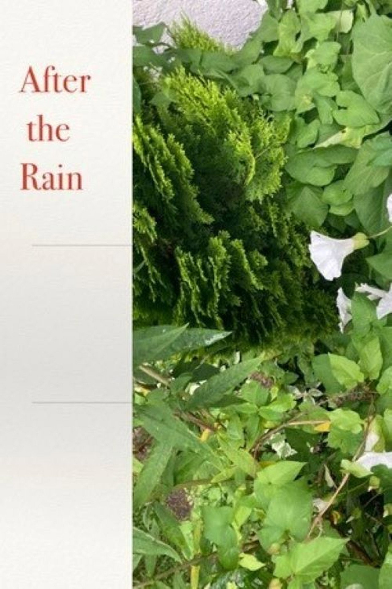 After the Rain Backdrop