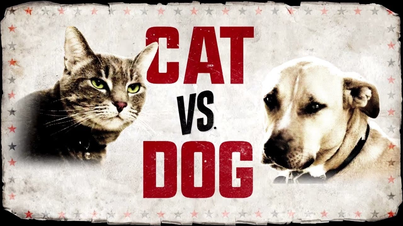 Cat vs. Dog background