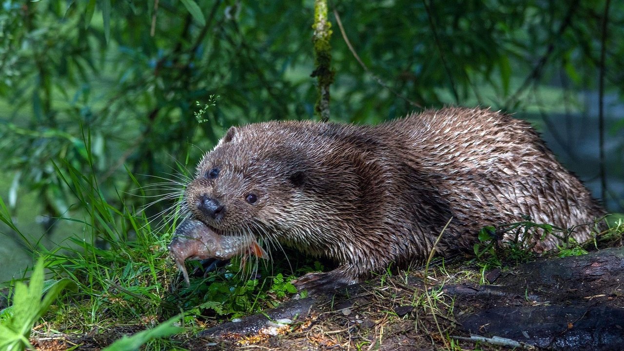 Tiere ohne Grenzen