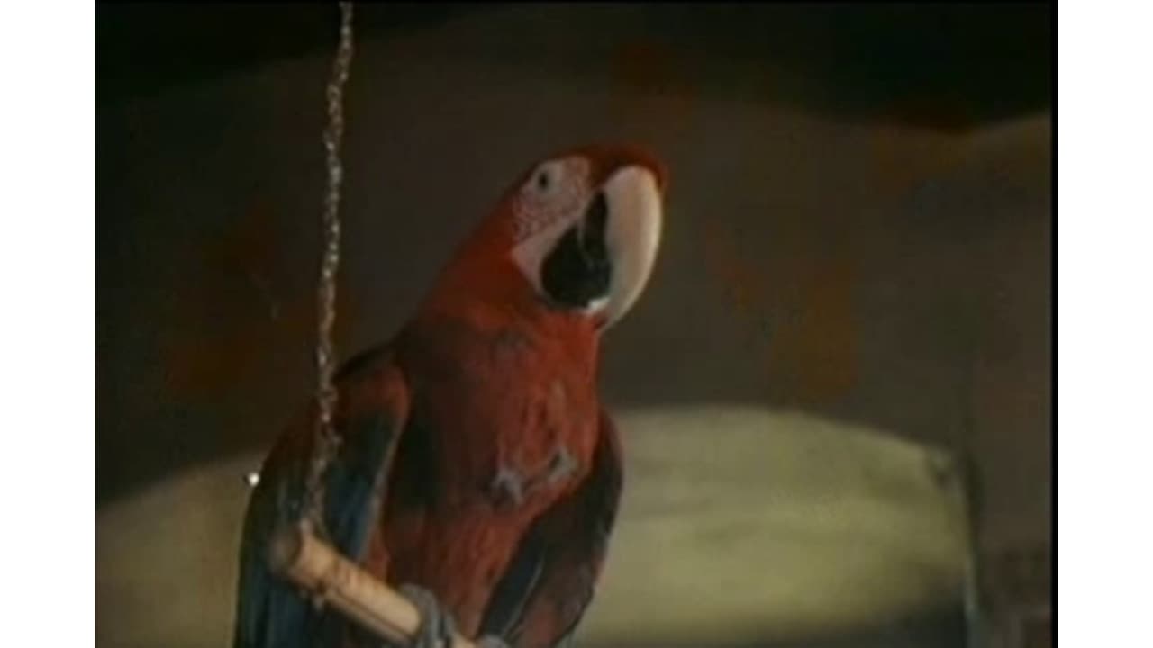 The Parrot Speaking Yiddish Backdrop Image