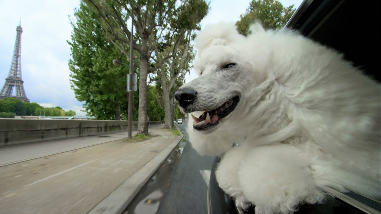 Nature - Season 34 Episode 6 : Pets: Wild At Heart: Secretive Creatures