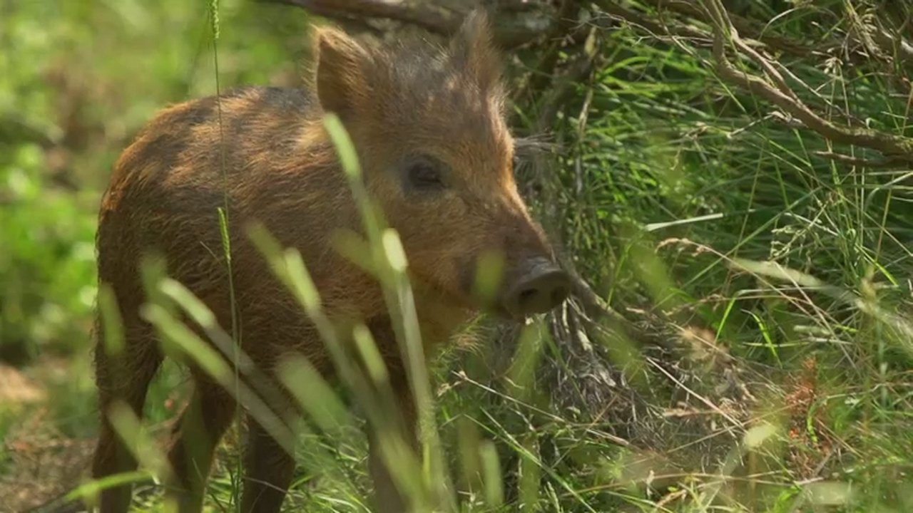 If I Were a Wild Boar