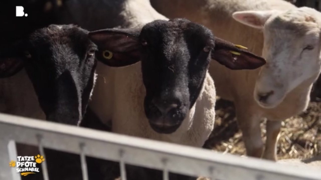 Tatze, Pfote, Schnabel - Season 3 Episode 15 : Episode 15