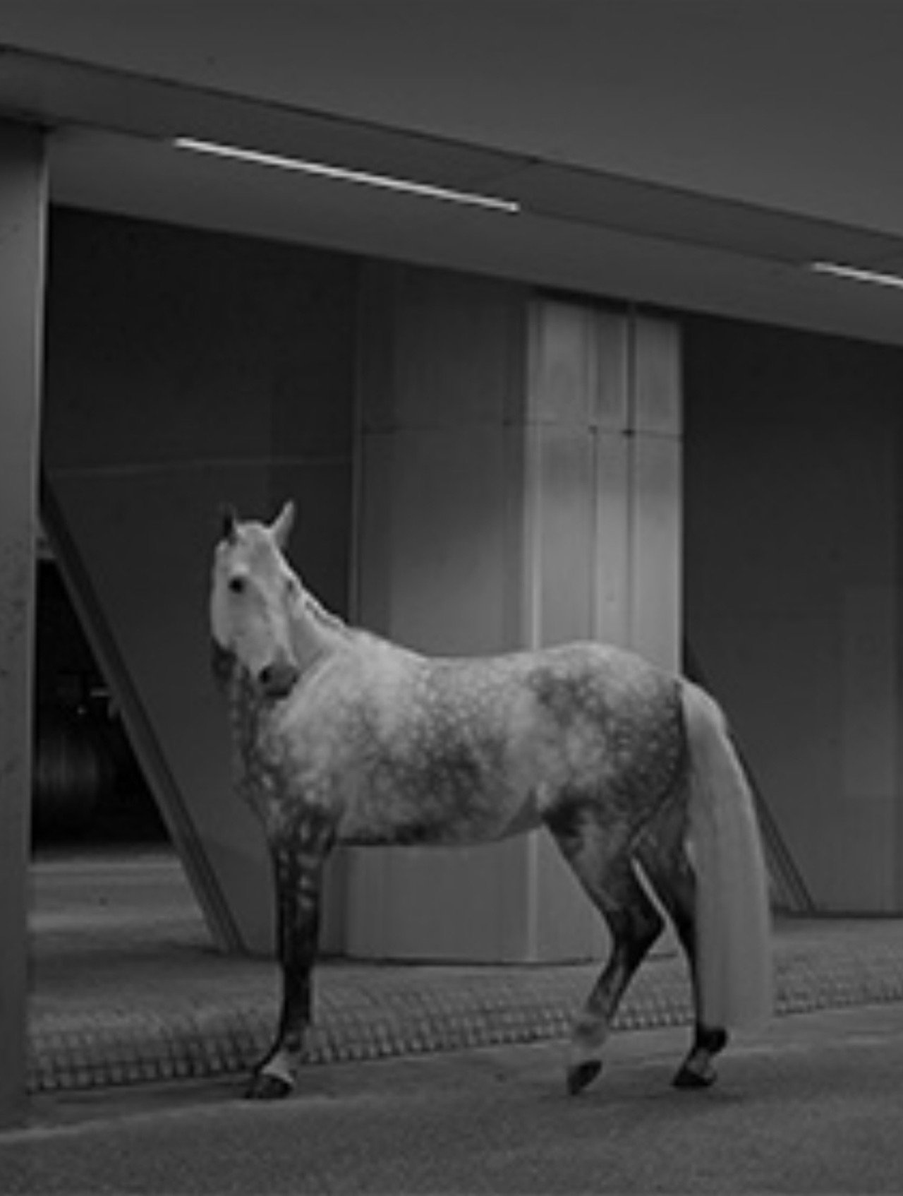 Cornered Star filmaffisch