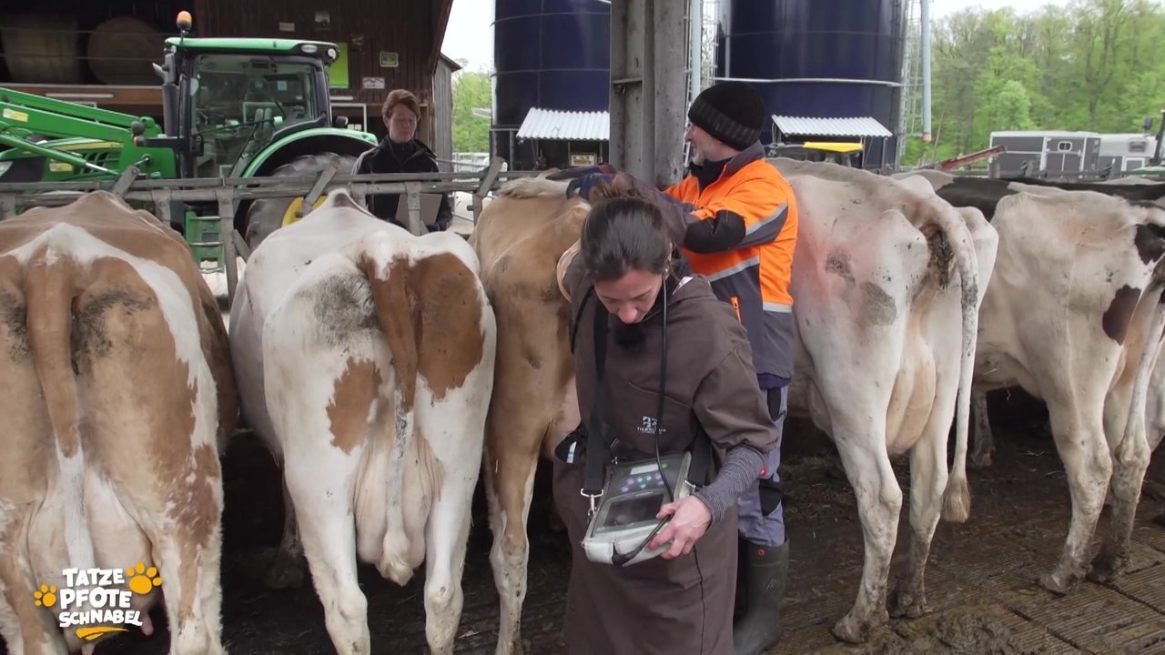 Tatze, Pfote, Schnabel - Season 2 Episode 10 : Episode 10