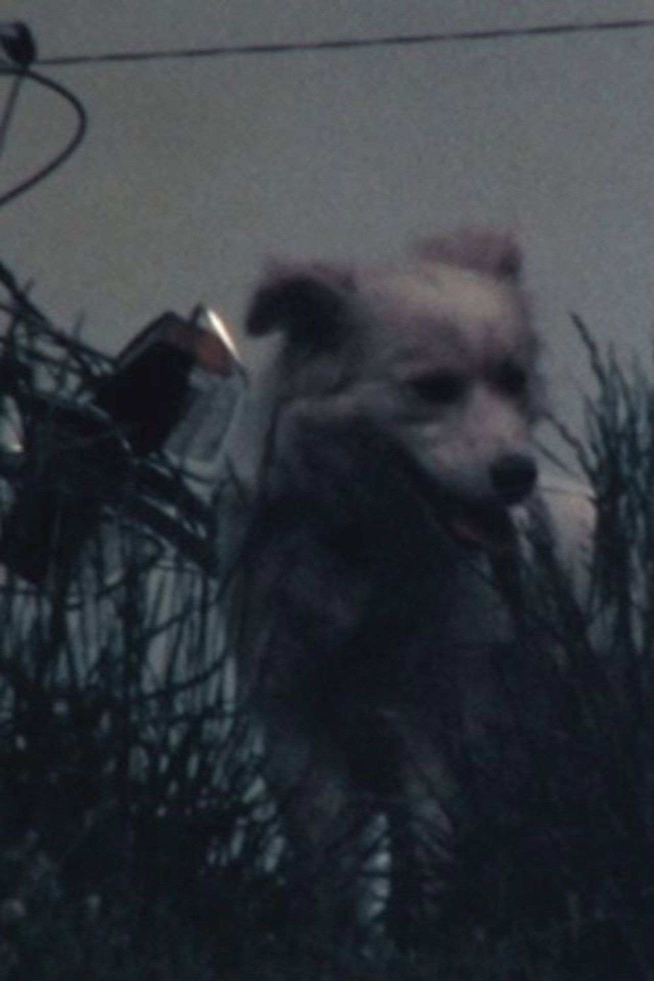 白い犬 filmaffisch