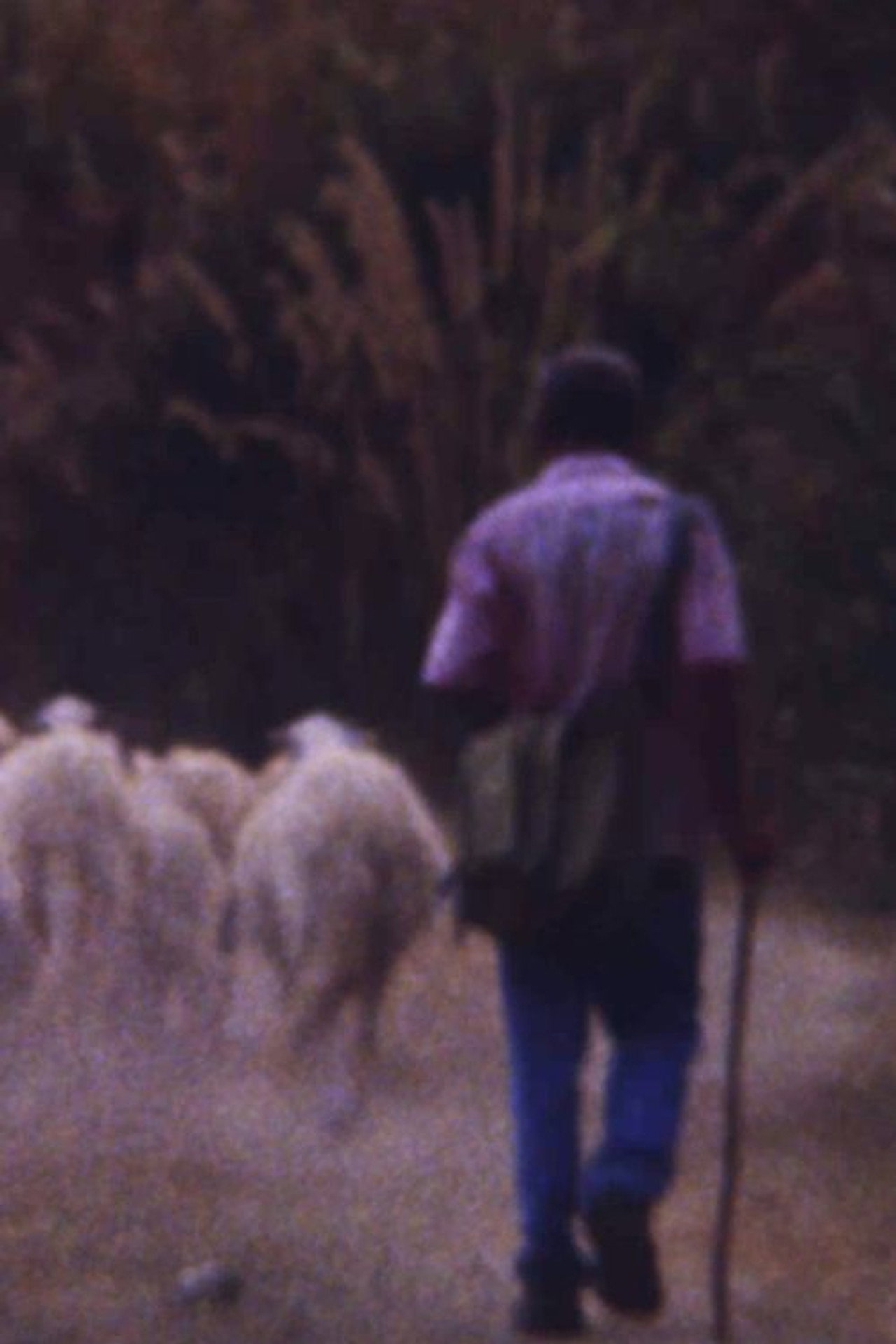 Sei personnagi in cerca di un rospo enorme filmaffisch