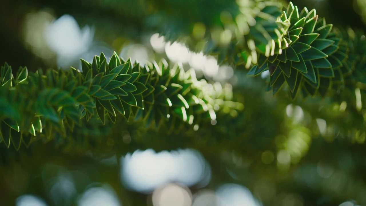 Natur im Garten - Season 27 Episode 10 : Episode 10