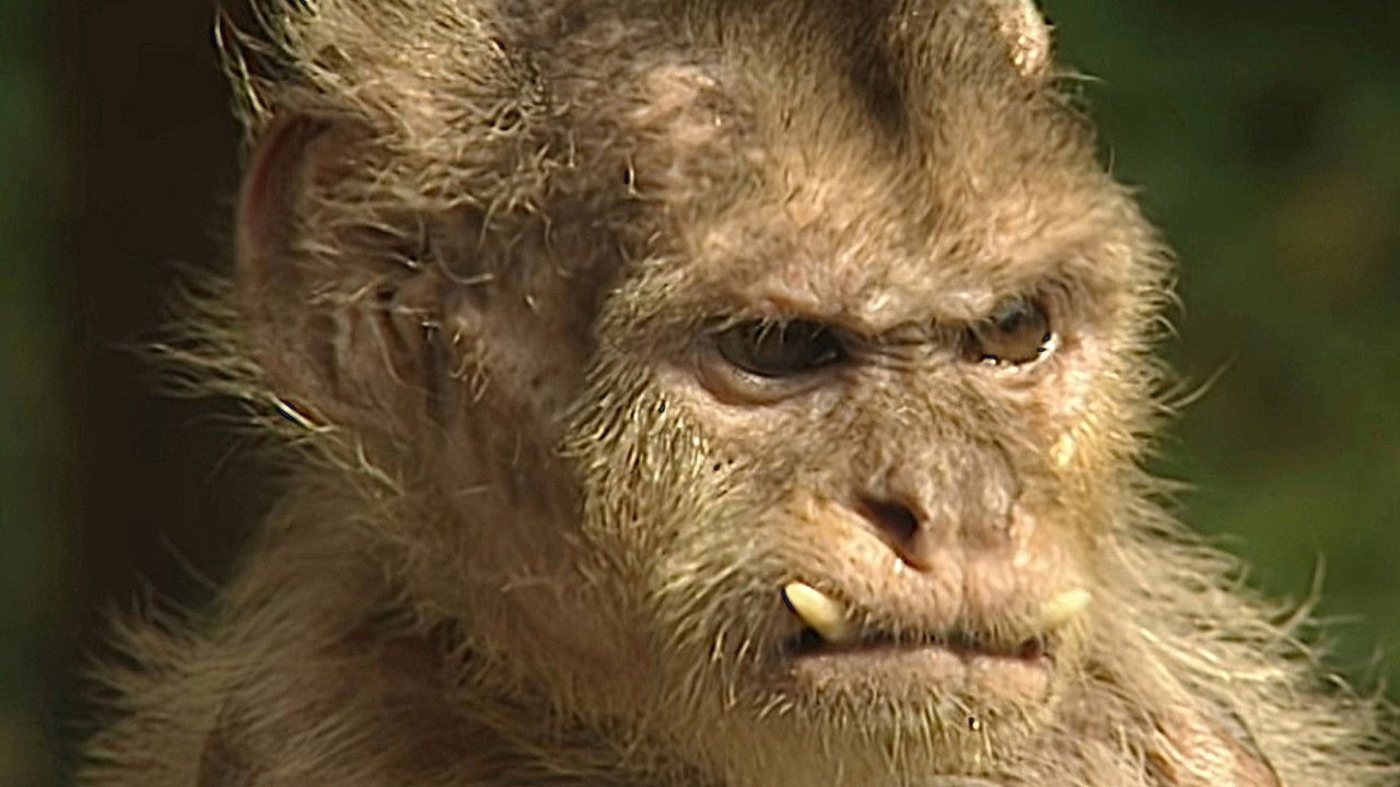 Monkey Business — Épisode 1