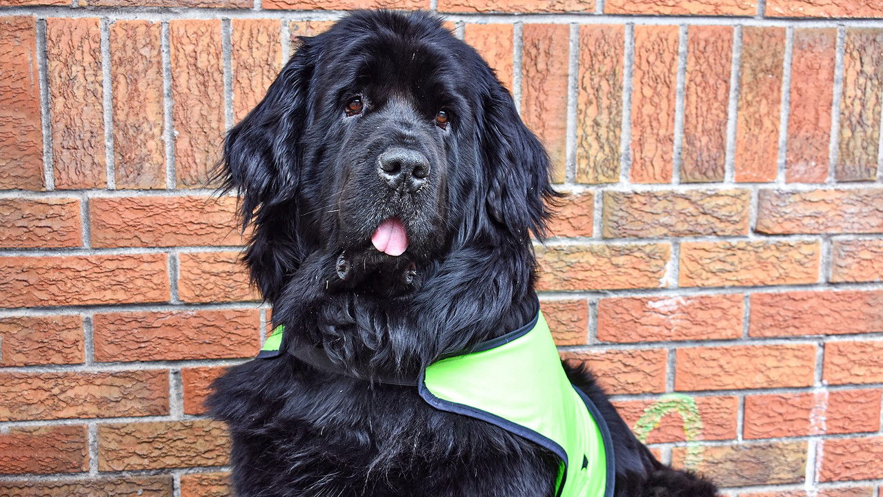 Dog Squad — Épisode 3