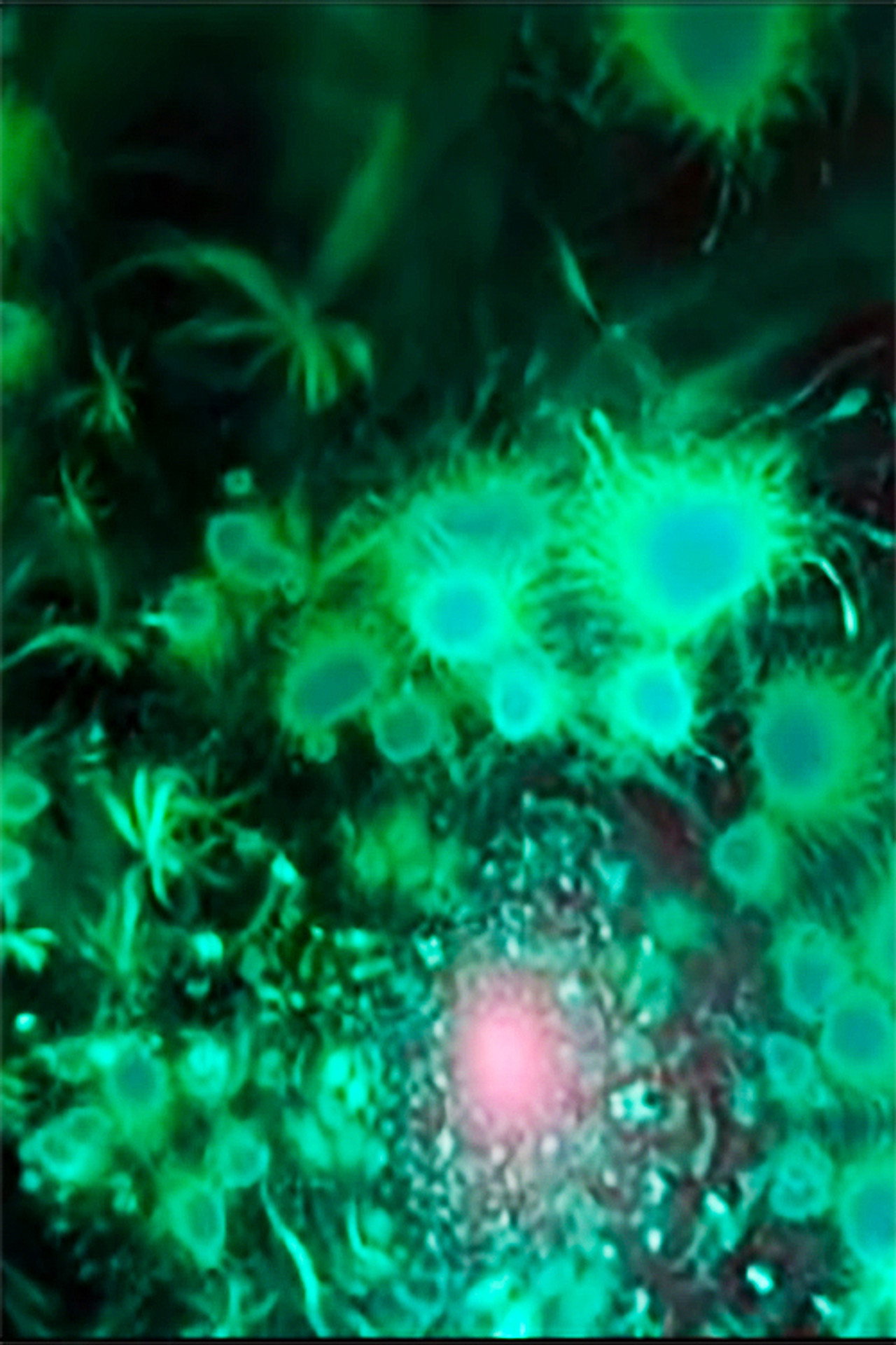 Water Ambiences filmaffisch