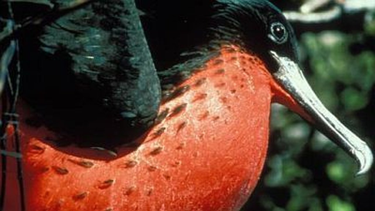 Natural World - Season 17 Episode 16 : Islands of the Vampire Birds