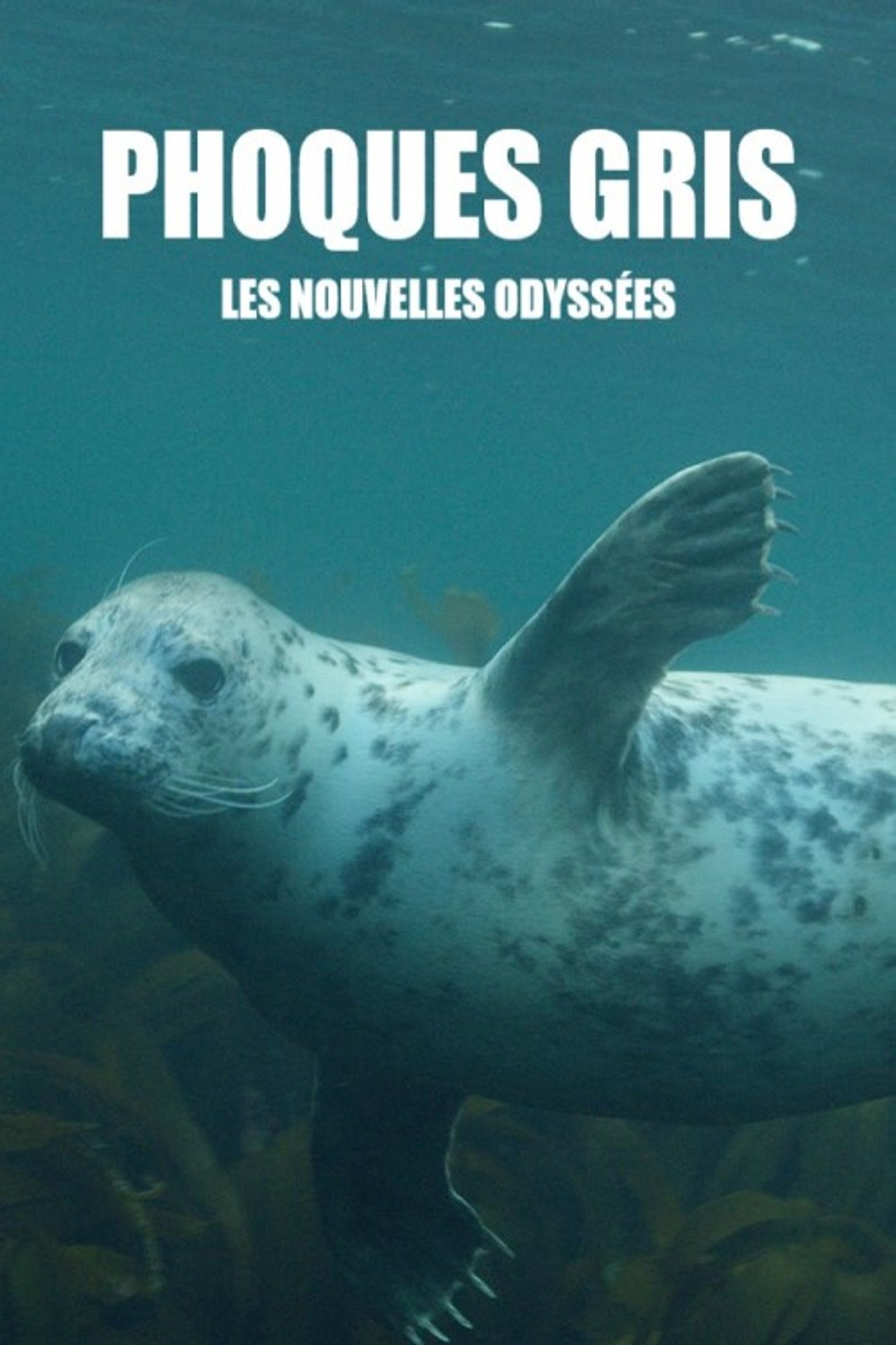 Phoques gris, les nouvelles odyssées filmaffisch