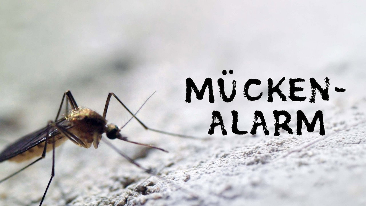 Mückenalarm - Invasion der Plagegeister