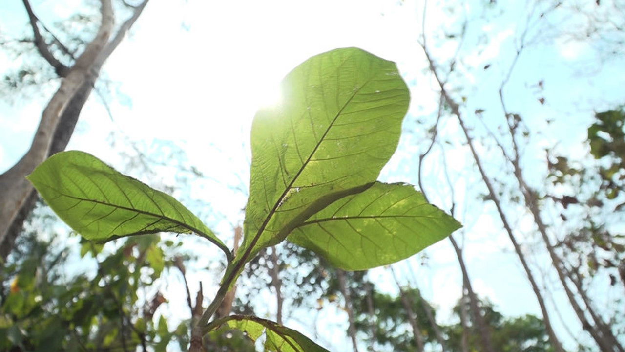 Asia Insight — Épisode 28