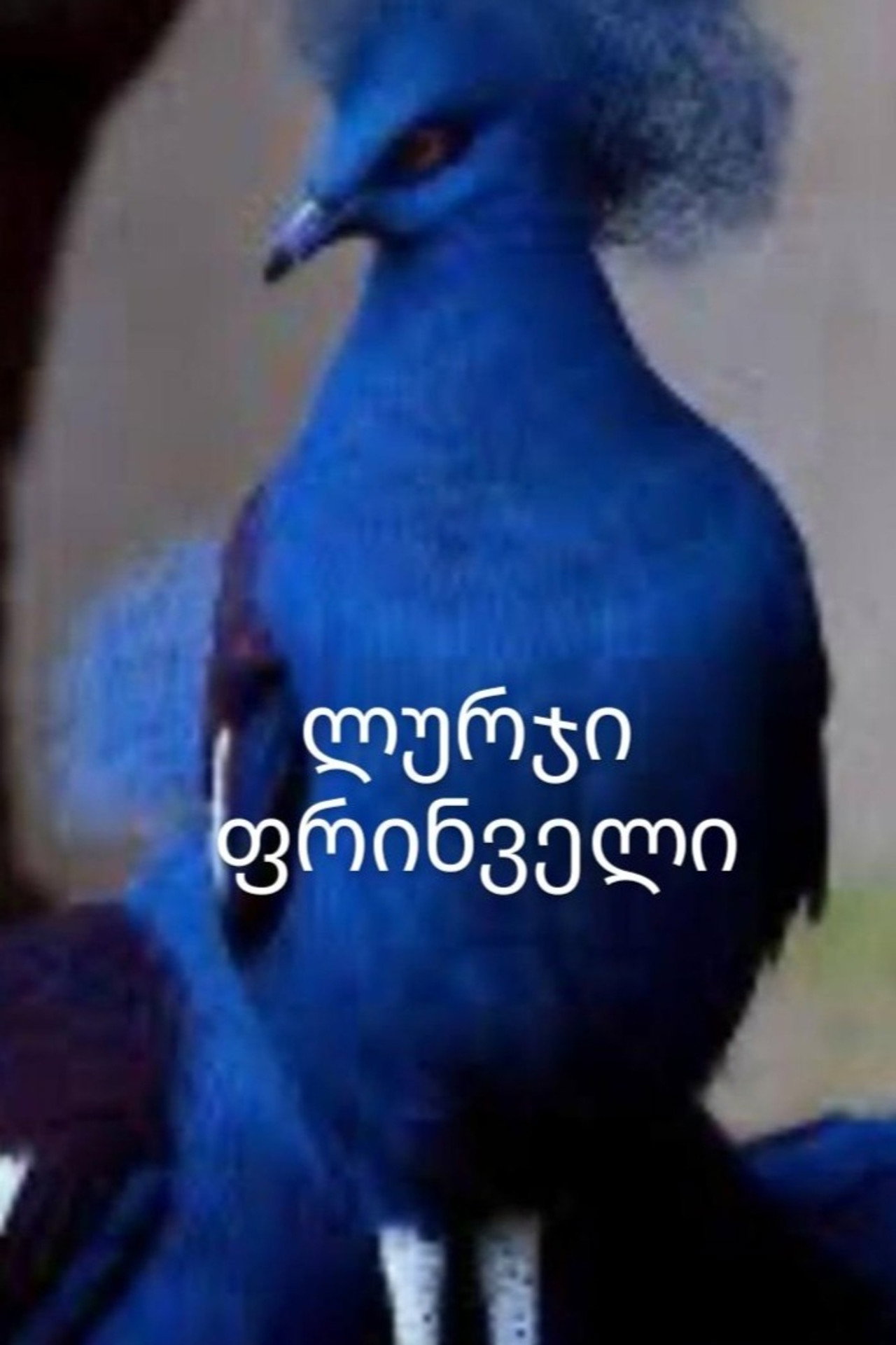 ლურჯი ფრინველი filmaffisch