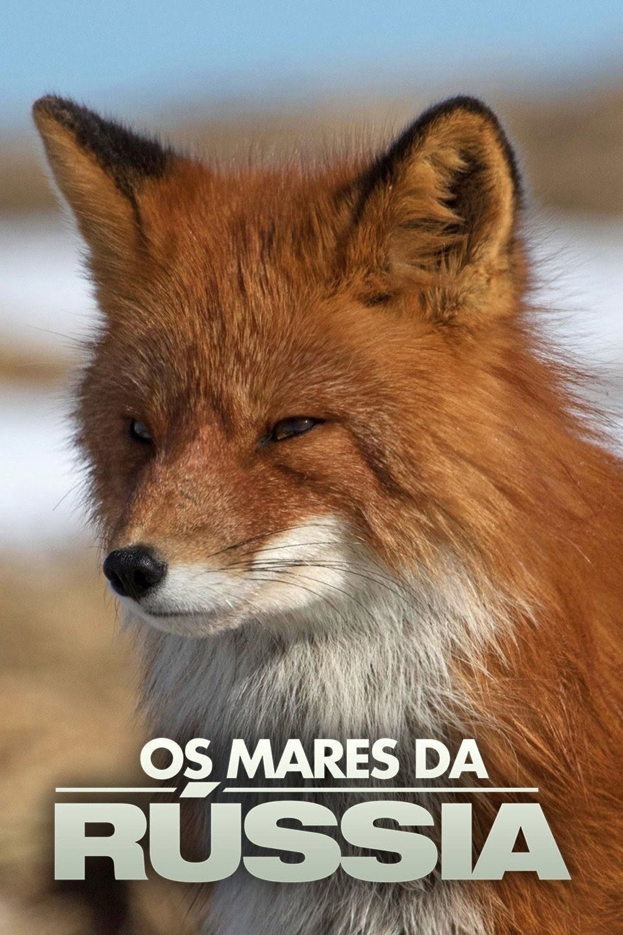 Russia's Wild Sea poster