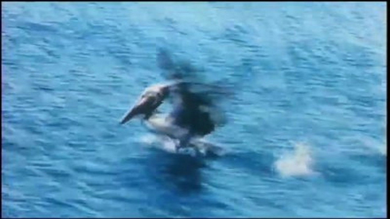 Mutual of Omaha's Wild Kingdom — Épisode 2