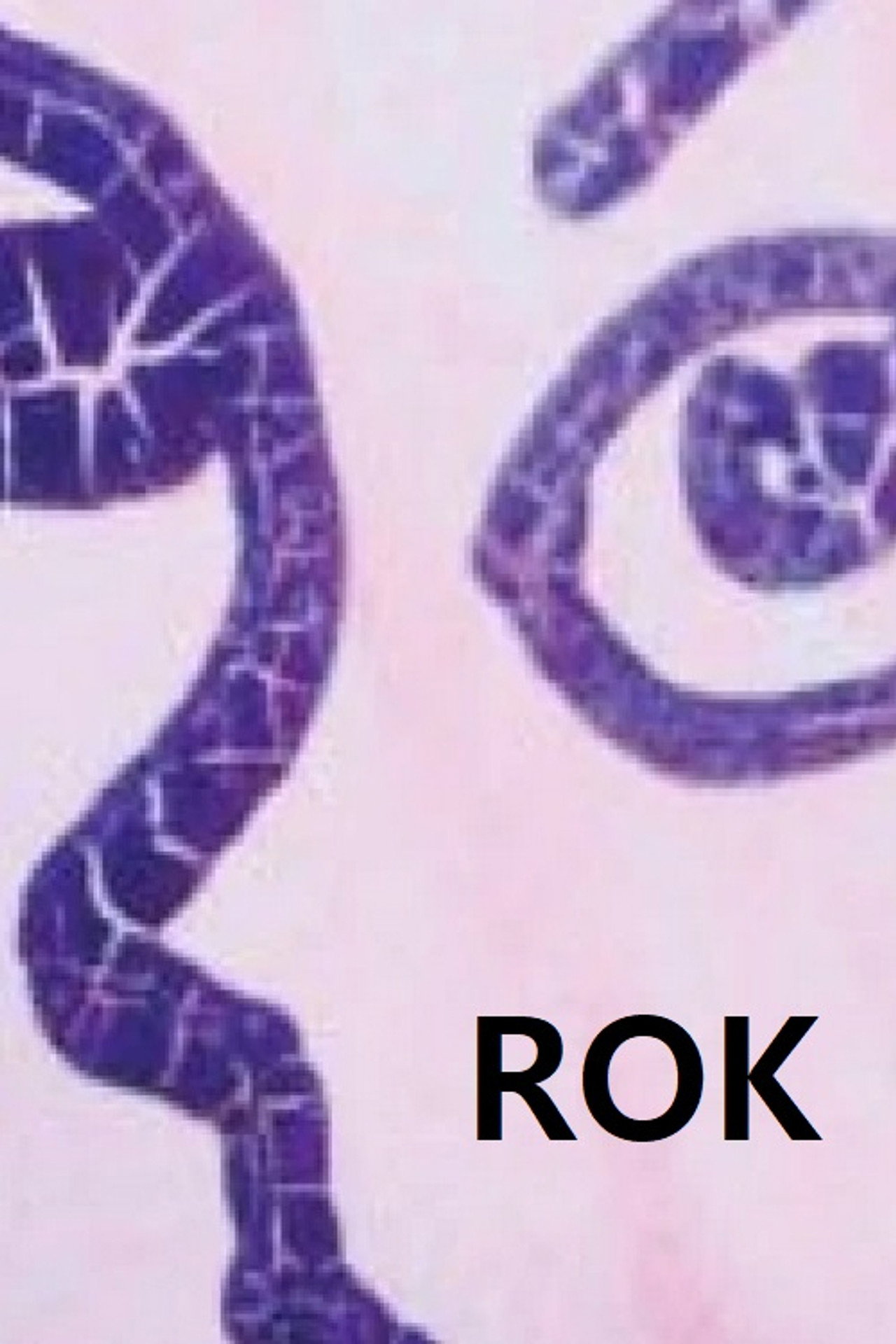 Rok filmaffisch