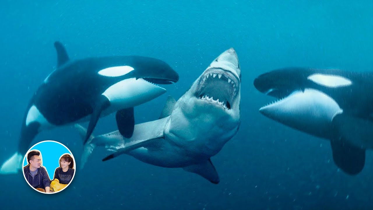 老高与小茉 — Épisode 177