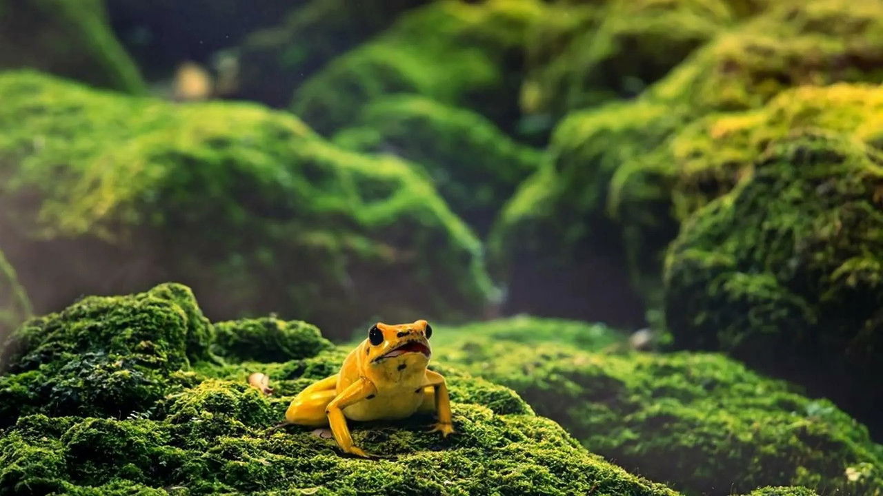 Drôle de nature — Grenouille mortelle