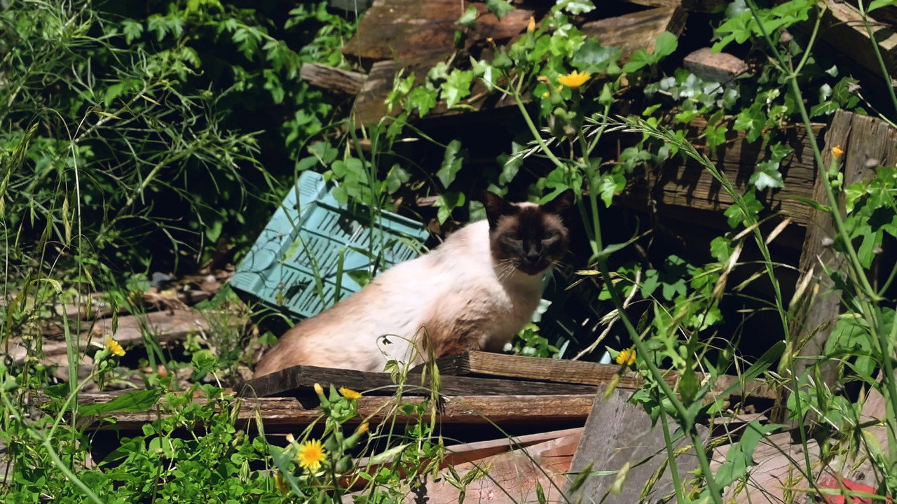 La Pieza still 2