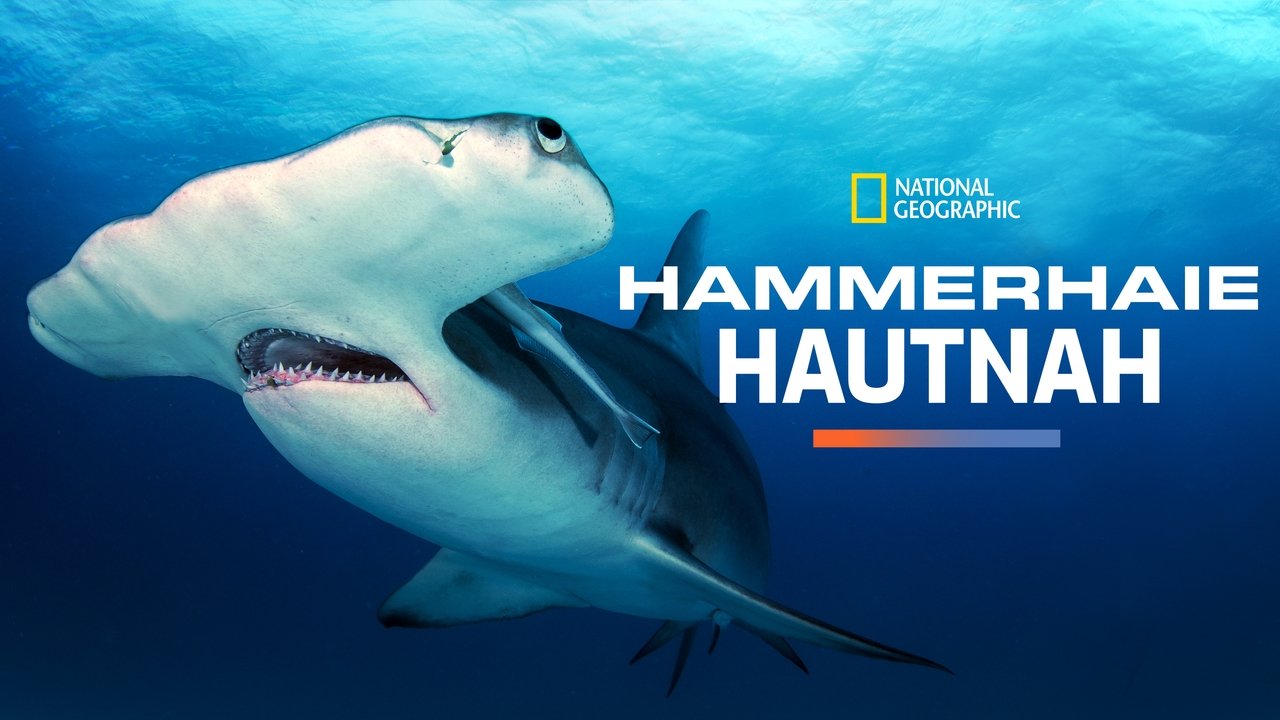 Mega Hammerhead background