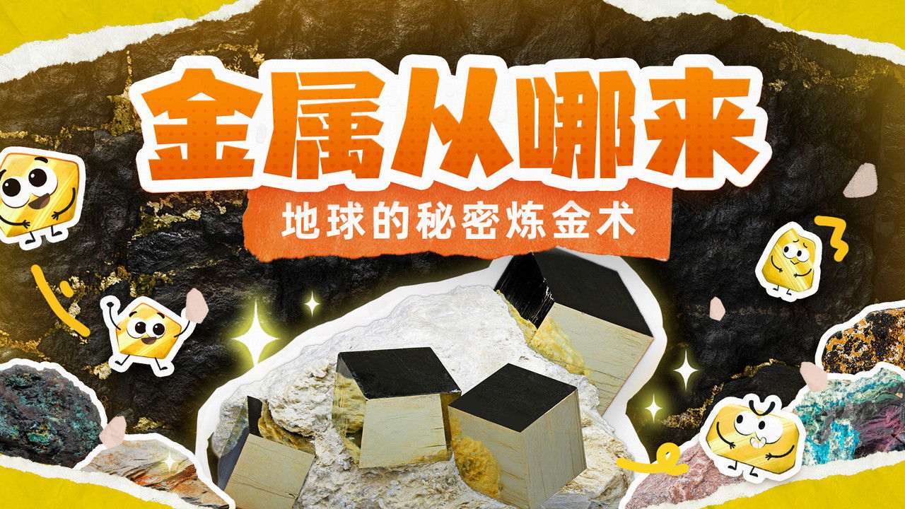 斑马百科探索 — Épisode 12