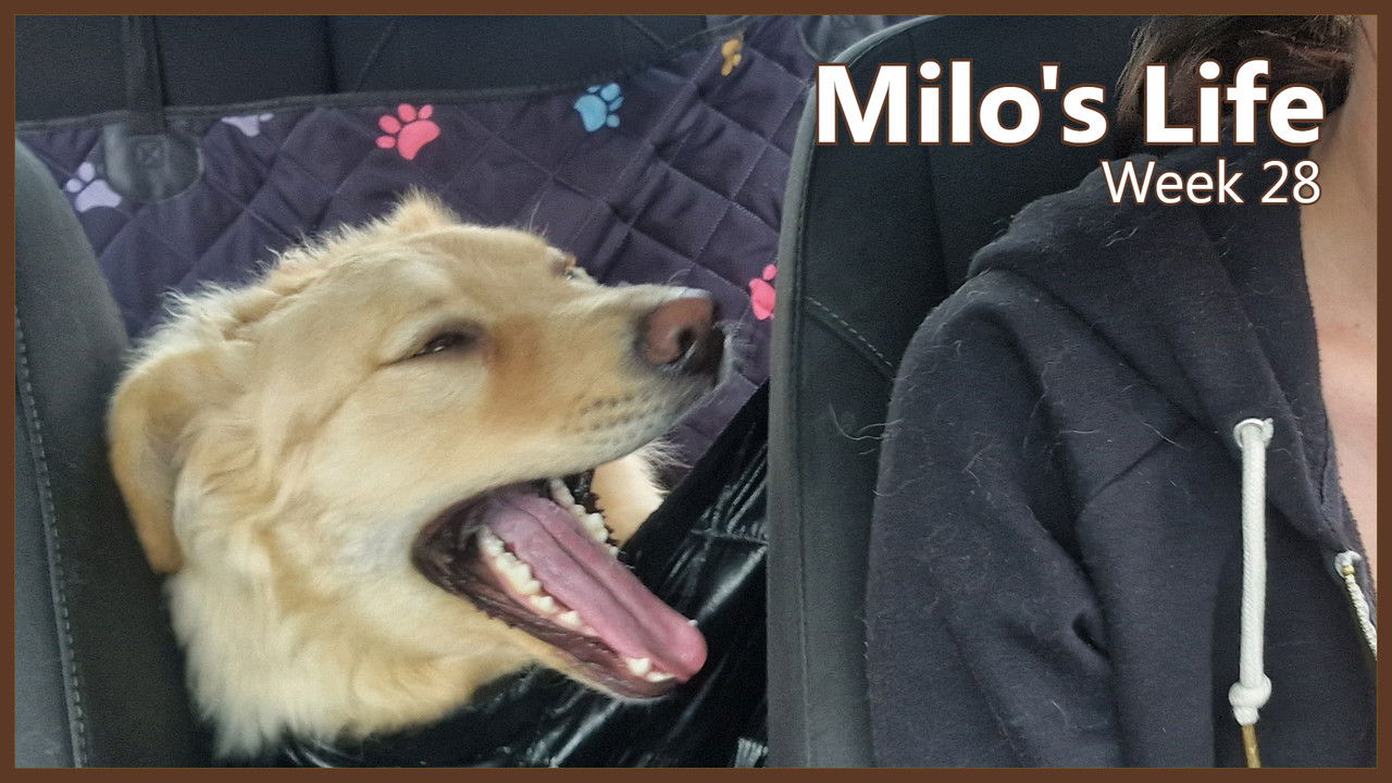 Sunny Days | Week 28