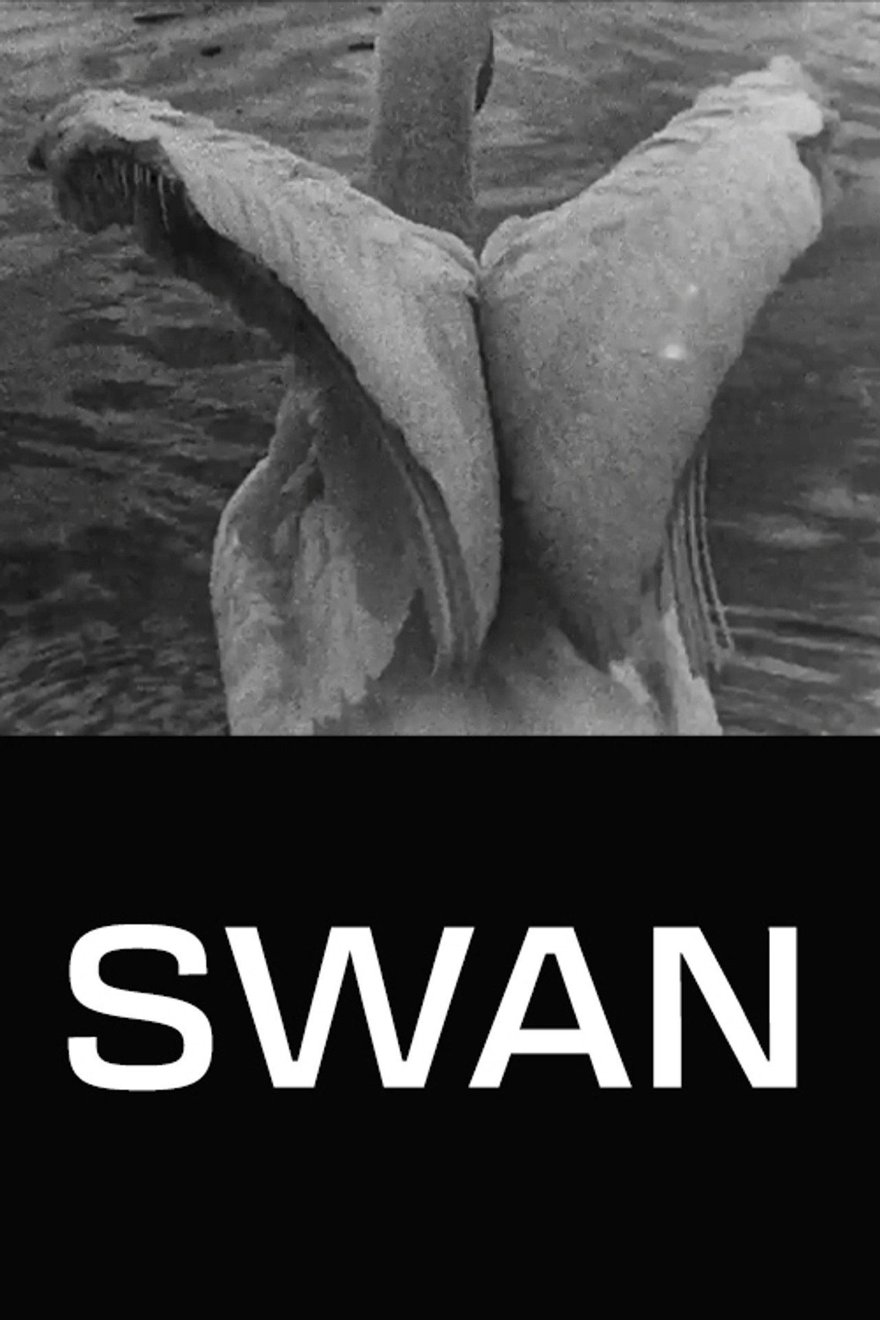 Swan Backdrop