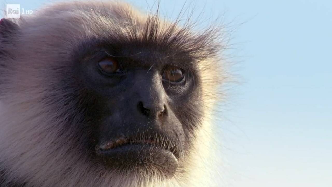 The planet of the primates