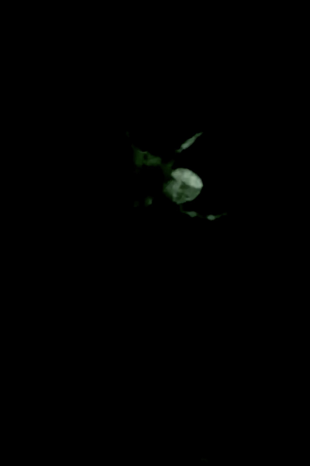 Flooded Moonlight