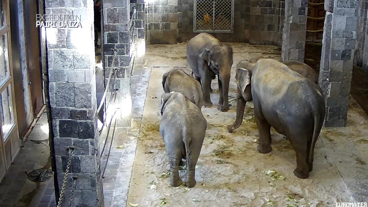 Expédition Pairi Daiza backdrop