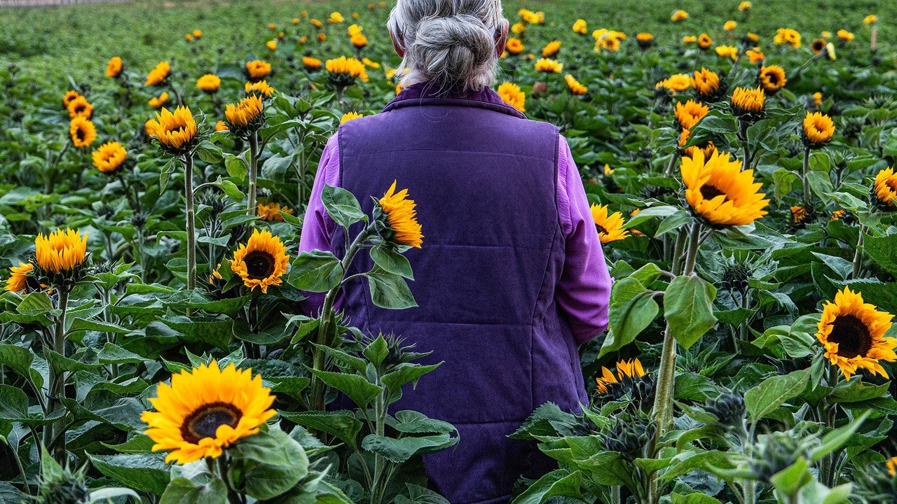 Sunphlowers (2025)
