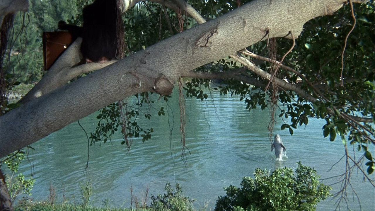 Flipper backdrop