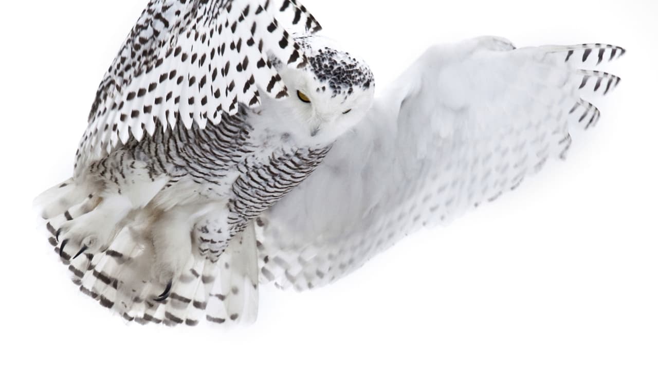 Nature - Season 31 Episode 2 : Magic of the Snowy Owl